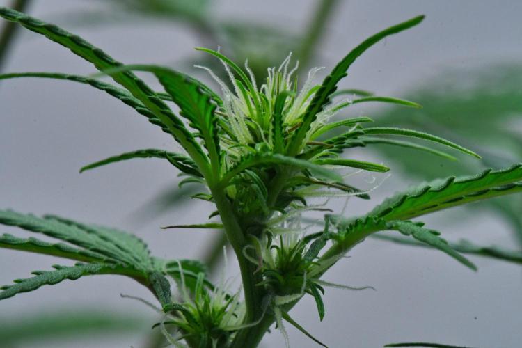 Cinderella | Fastbuds. Week 5 - Day 34