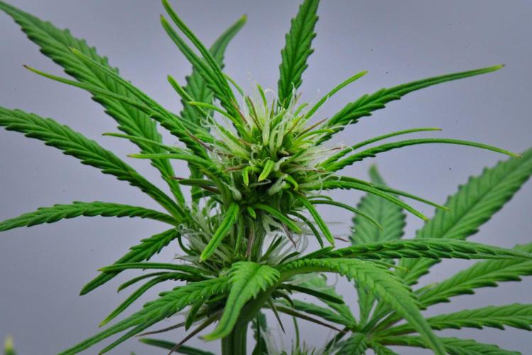 Cinderella | Fastbuds. Week 5 - Day 34