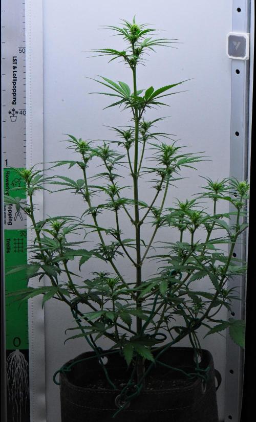 Cinderella | Fastbuds. Week 5 - Day 34