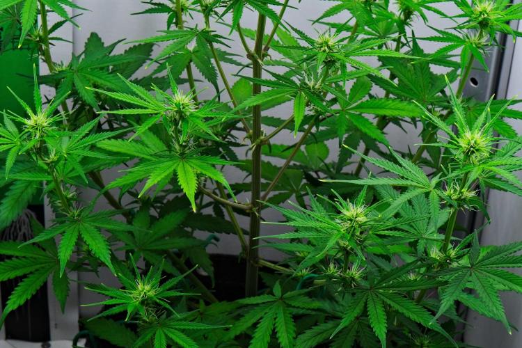 Cinderella | Fastbuds. Week 6 - Day 36