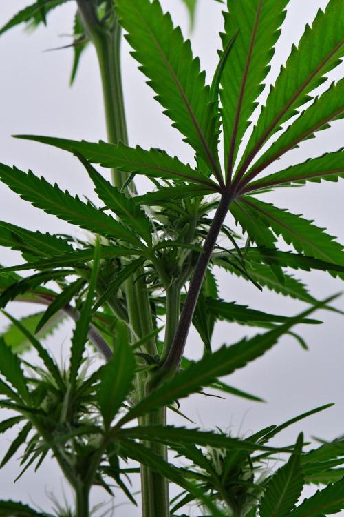 Cinderella | Fastbuds. Week 6 - Day 36