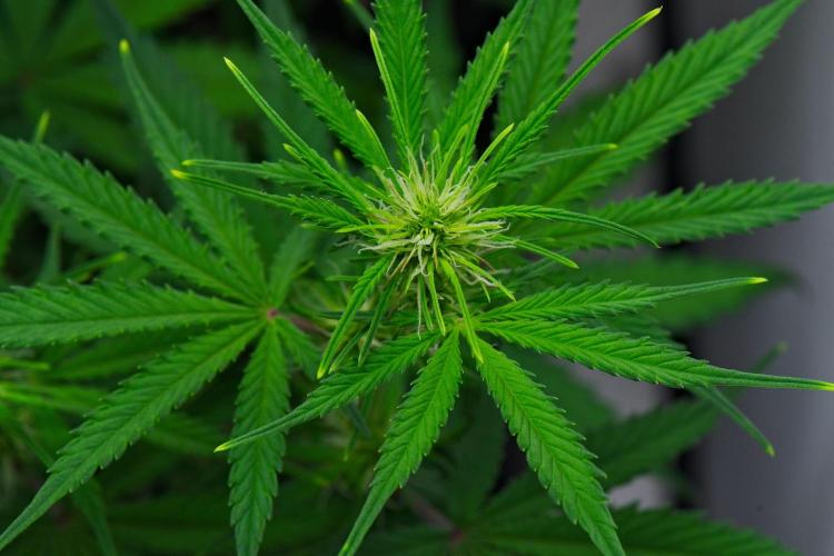 Cinderella | Fastbuds. Week 6 - Day 36