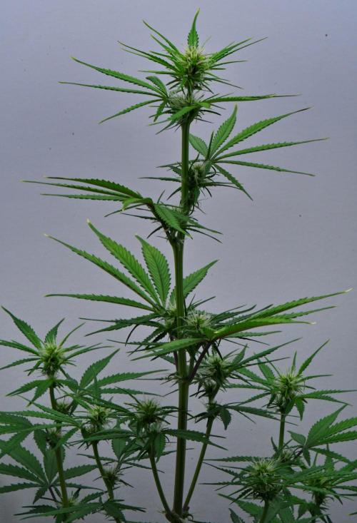 Cinderella | Fastbuds. Week 6 - Day 36