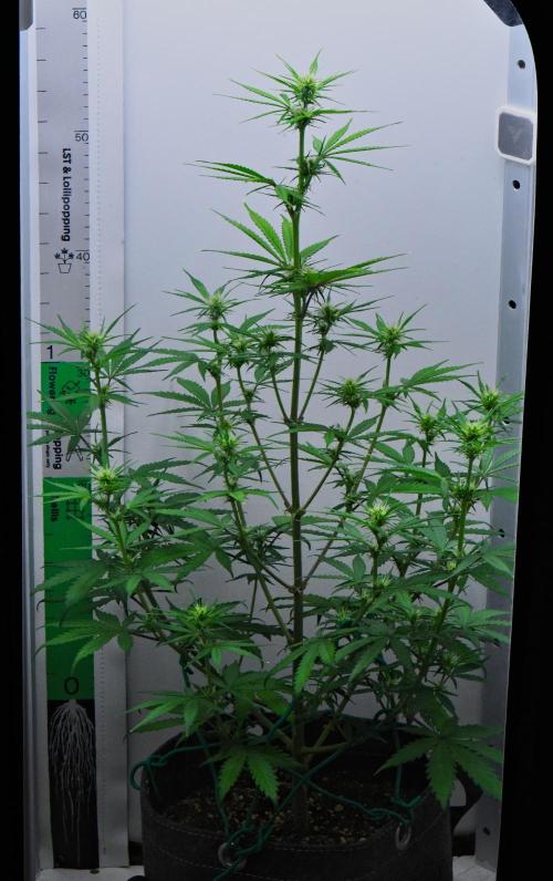 Cinderella | Fastbuds. Week 6 - Day 36