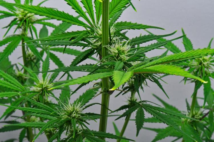 Cinderella | Fastbuds. Week 6 - Day 36