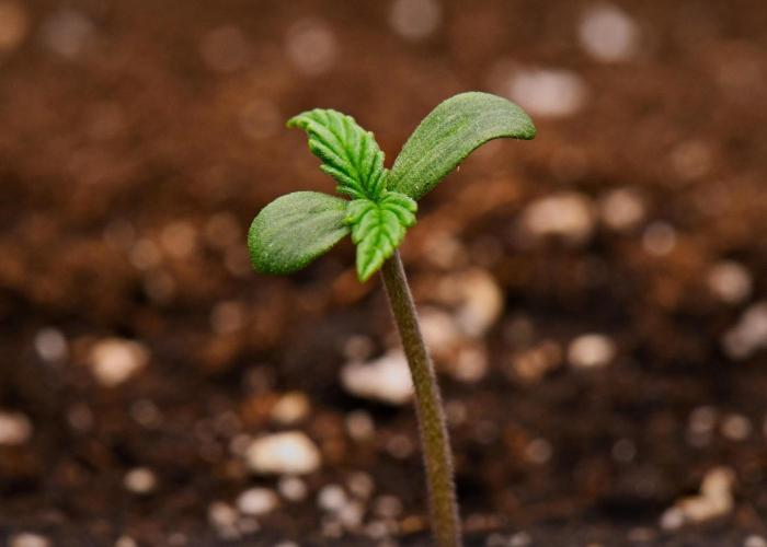 Sticky Broccoli | Eternity Grow Cup. Week 0 - Day 3
Broccoli #2