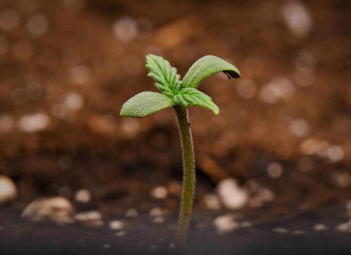 Sticky Broccoli | Eternity Grow Cup. Week 0 - Day 3
Broccoli #1