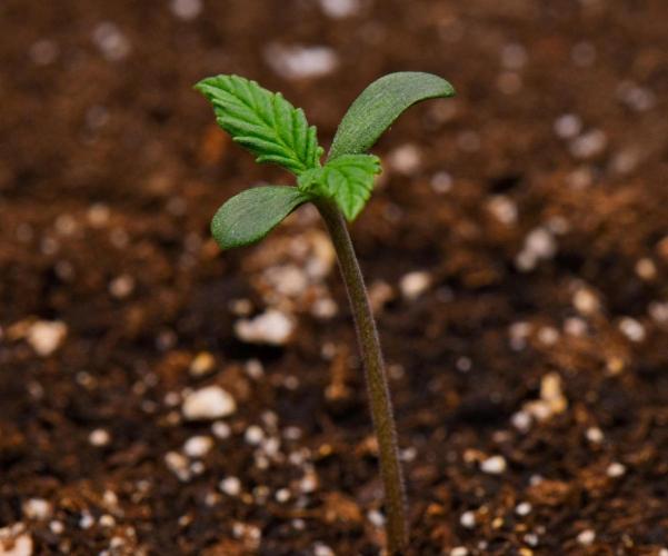 Sticky Broccoli | Eternity Grow Cup. Week 0 - Day 4
Broccoli #2