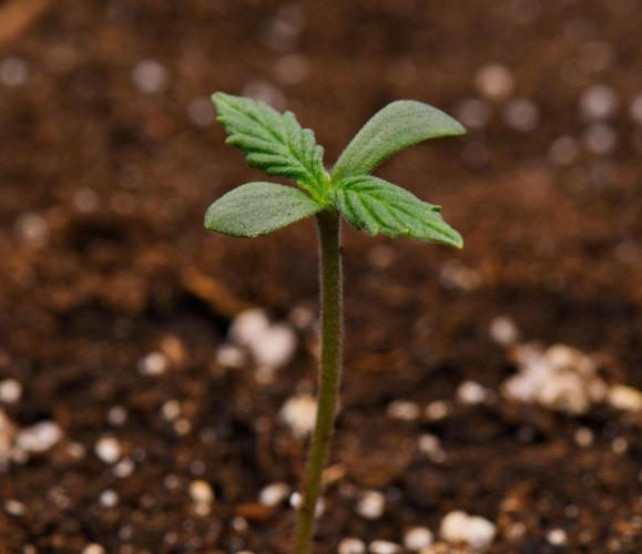 Sticky Broccoli | Eternity Grow Cup. Week 0 - Day 4
Broccoli #1