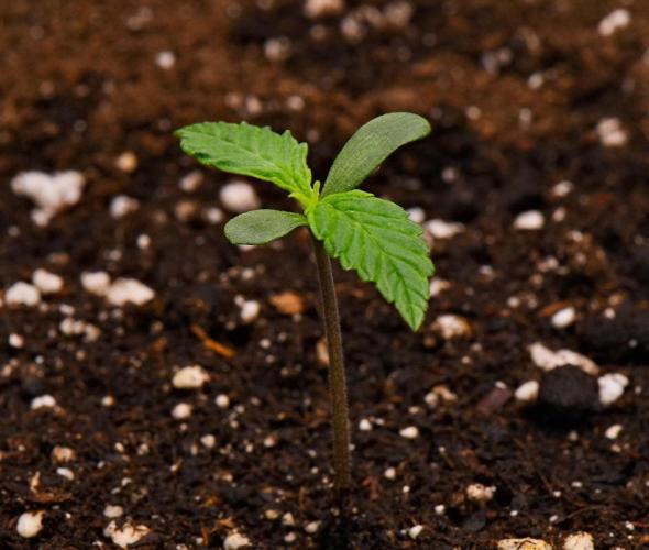 Sticky Broccoli | Eternity Grow Cup. Week 0 - Day 6
Broccoli #2