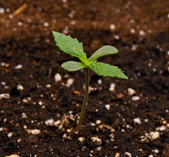 Sticky Broccoli | Eternity Grow Cup. Week 0 - Day 6
Broccoli #1