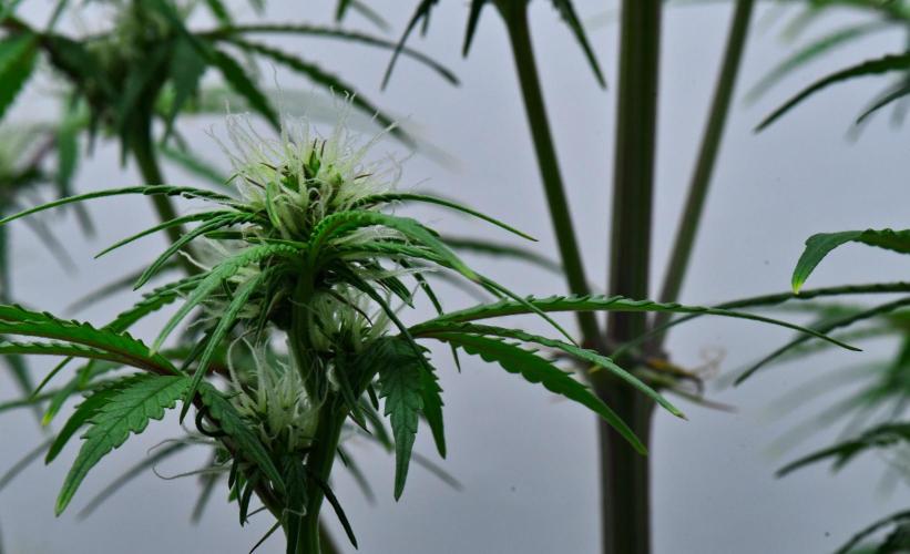 Cinderella | Fastbuds. Week 6 - Day 40