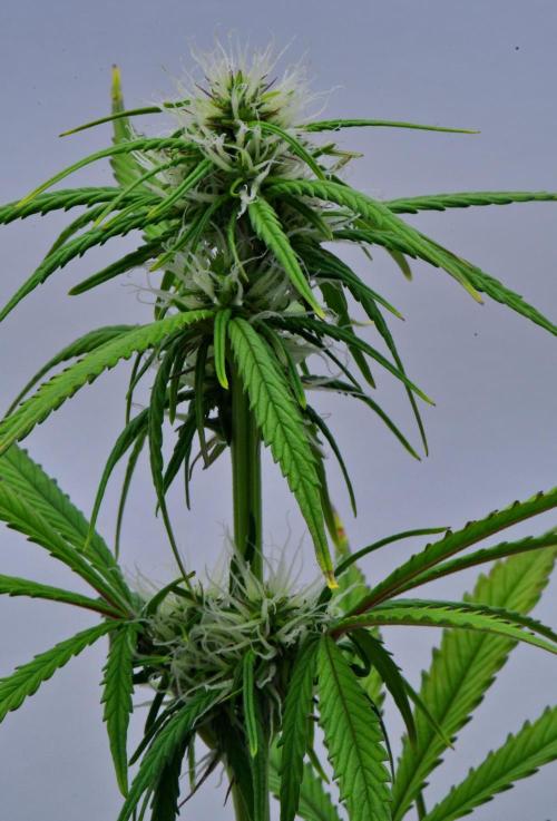 Cinderella | Fastbuds. Week 6 - Day 40