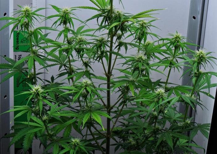 Cinderella | Fastbuds. Week 6 - Day 40