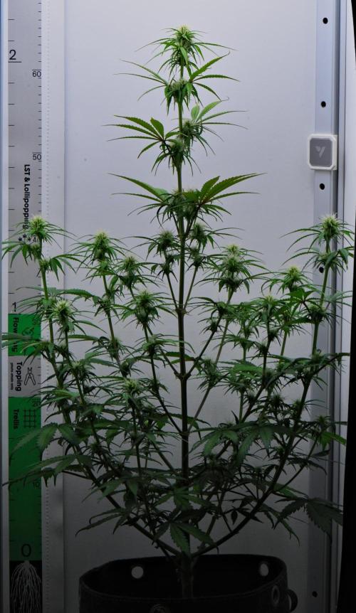 Cinderella | Fastbuds. Week 6 - Day 40