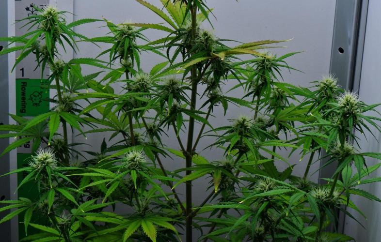 Cinderella | Fastbuds. Week 7 - Day 43