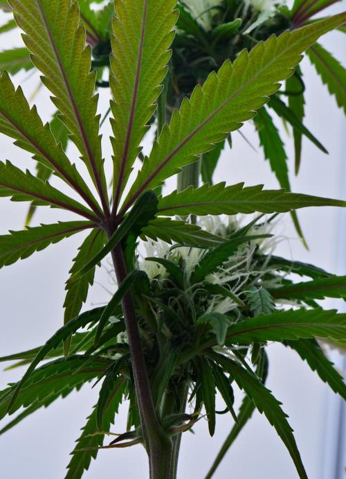 Cinderella | Fastbuds. Week 7 - Day 43