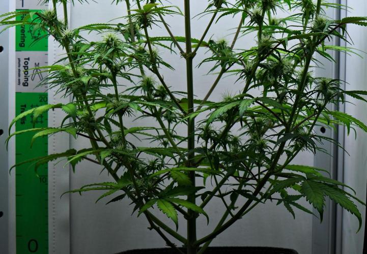 Cinderella | Fastbuds. Week 7 - Day 43