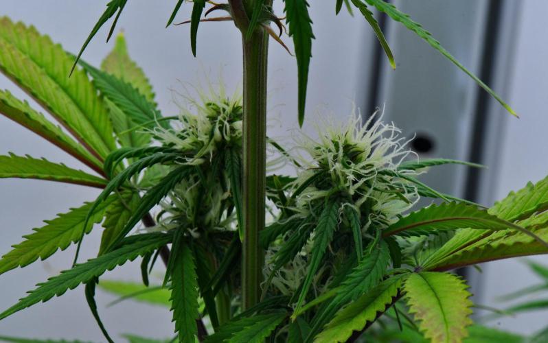 Cinderella | Fastbuds. Week 7 - Day 43