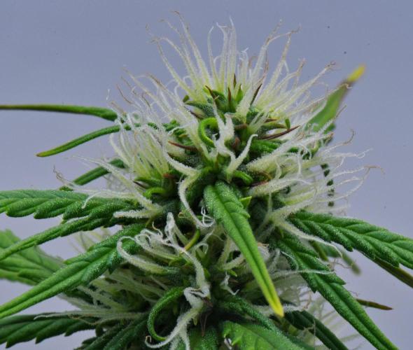 Cinderella | Fastbuds. Week 7 - Day 43