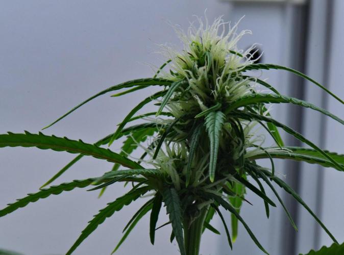 Cinderella | Fastbuds. Week 7 - Day 43