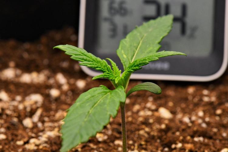 Sticky Broccoli | Eternity Grow Cup. Week 2 - Day 10