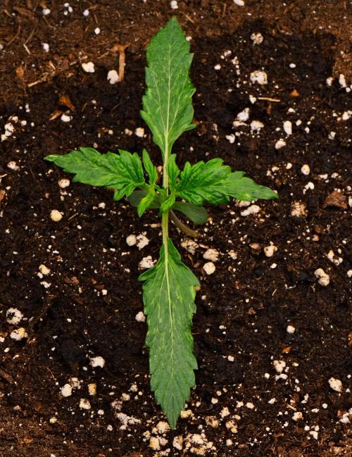 Sticky Broccoli | Eternity Grow Cup. Week 2 - Day 12
Broccoli #1