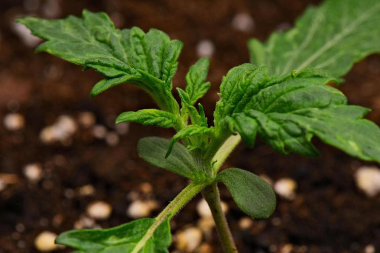 Sticky Broccoli | Eternity Grow Cup. Week 2 - Day 12
Broccoli #1