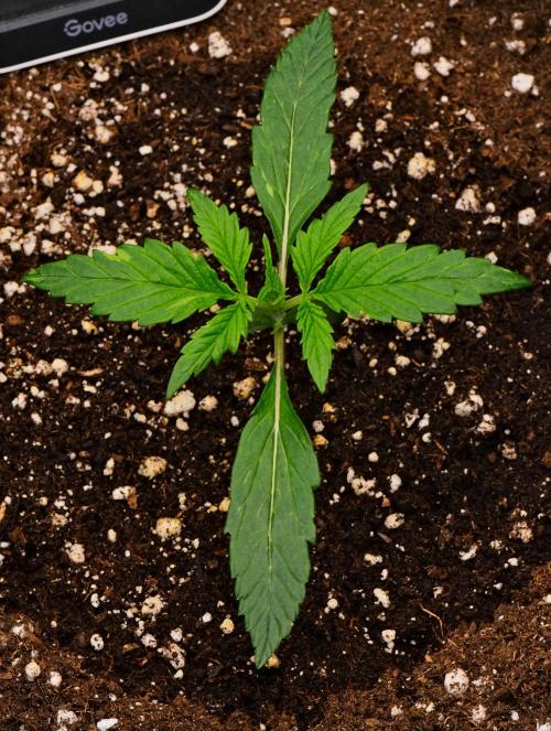 Sticky Broccoli | Eternity Grow Cup. Week 2 - Day 12
Broccoli #2