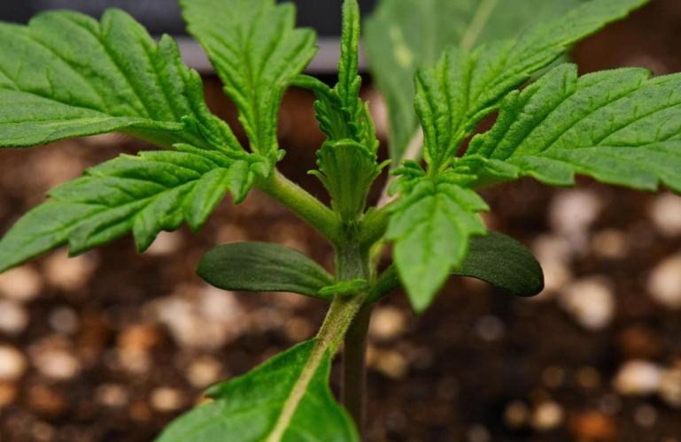 Sticky Broccoli | Eternity Grow Cup. Week 2 - Day 12
Broccoli #2