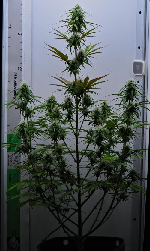 Cinderella | Fastbuds. Week 7 - Day 48