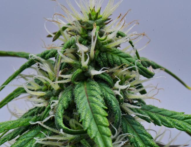 Cinderella | Fastbuds. Week 7 - Day 48