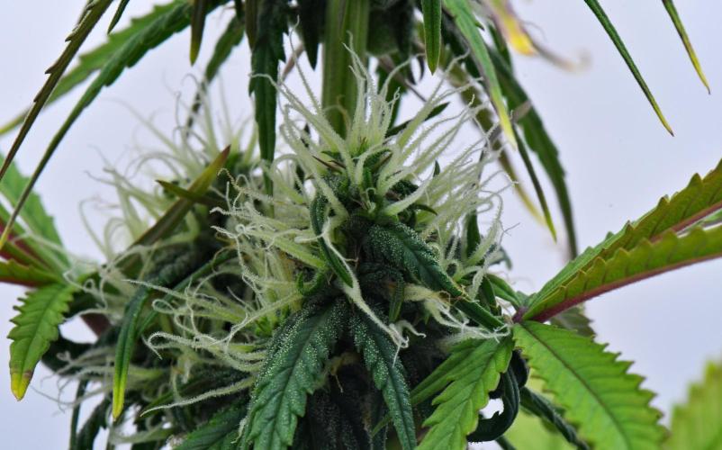 Cinderella | Fastbuds. Week 7 - Day 48