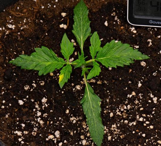 Sticky Broccoli | Eternity Grow Cup. Week 3 - Day 15 Broccoli #1