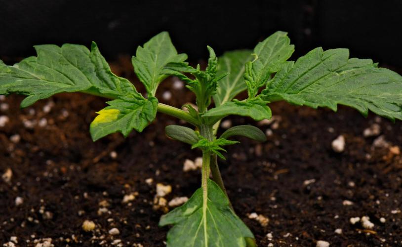 Sticky Broccoli | Eternity Grow Cup. Week 3 - Day 15 Broccoli #1