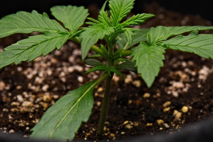 Sticky Broccoli | Eternity Grow Cup. Week 3 - Day 15 Broccoli #2