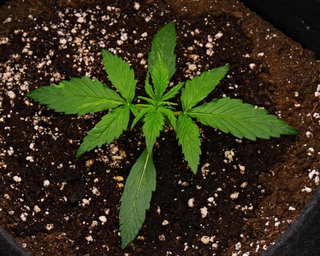 Sticky Broccoli | Eternity Grow Cup. Week 3 - Day 15 Broccoli #2