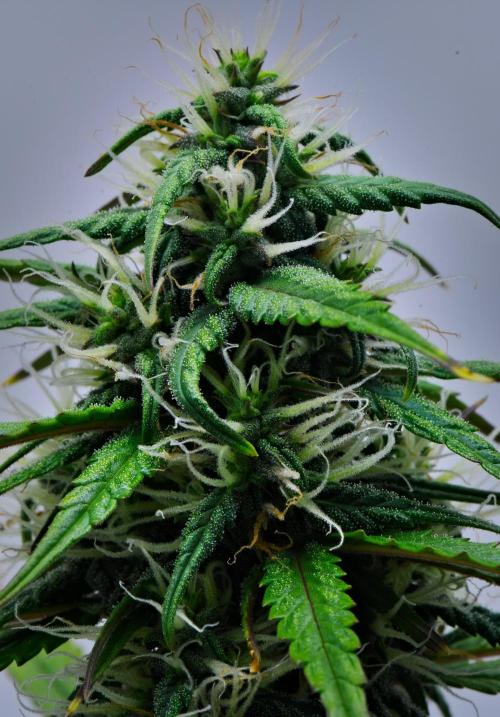 Cinderella | Fastbuds. Week 8 - Day 50