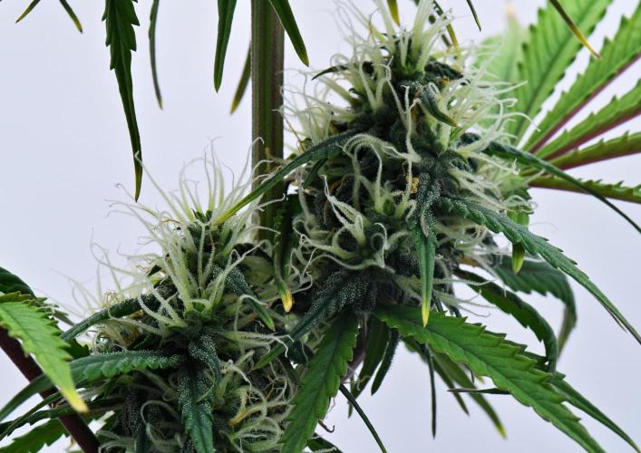 Cinderella | Fastbuds. Week 8 - Day 50