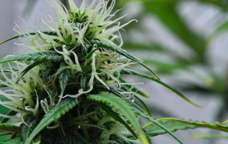 Cinderella | Fastbuds. Week 8 - Day 50