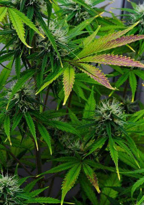 Cinderella | Fastbuds. Week 8 - Day 50