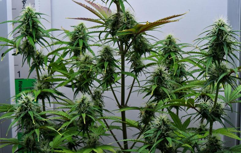 Cinderella | Fastbuds. Week 8 - Day 50