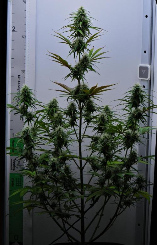 Cinderella | Fastbuds. Week 8 - Day 50