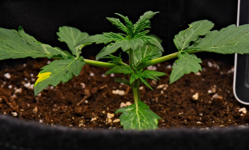 Sticky Broccoli | Eternity Grow Cup. Week 3 - Day 17 Broccoli #1