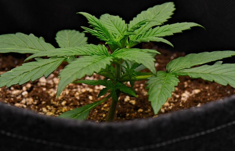 Sticky Broccoli | Eternity Grow Cup. Week 3 - Day 17 Broccoli #2