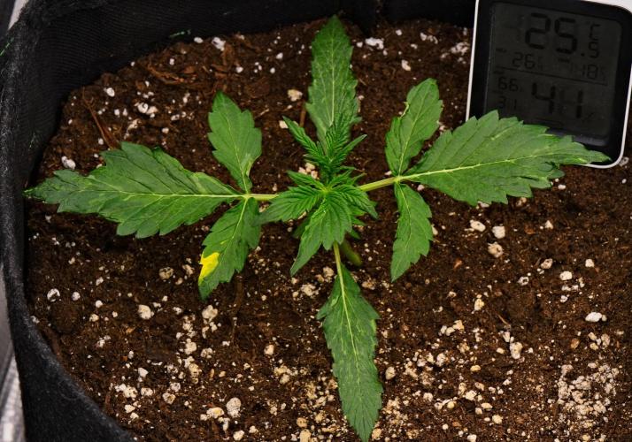 Sticky Broccoli | Eternity Grow Cup. Week 3 - Day 17 Broccoli #1