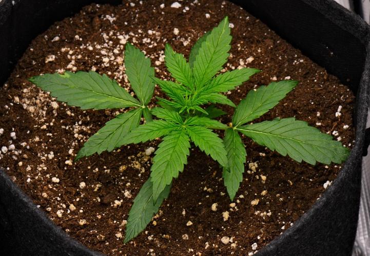 Sticky Broccoli | Eternity Grow Cup. Week 3 - Day 17 Broccoli #2