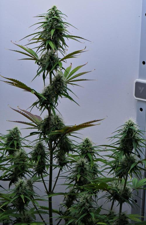 Cinderella | Fastbuds. Week 8 - Day 51