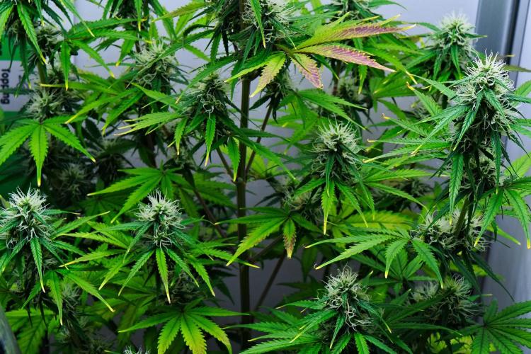 Cinderella | Fastbuds. Week 8 - Day 51