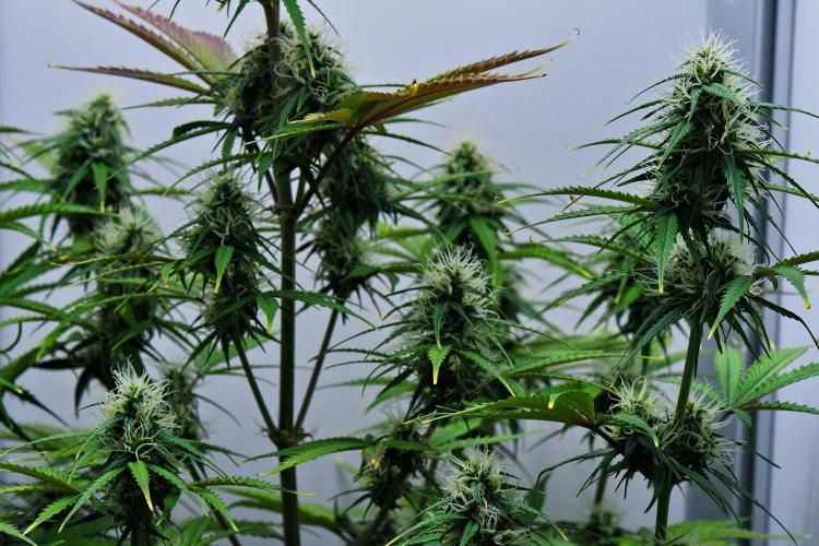 Cinderella | Fastbuds. Week 8 - Day 51